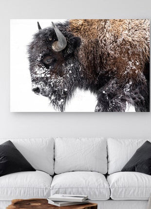 Bison Canvas Print • Bison Canvas Wall Art