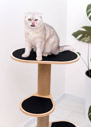 Cat Climbing Tower